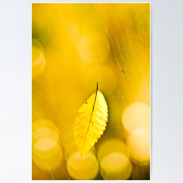 Item preview, Hanging by a thread  designed and sold by Nina  Matthews Photography.