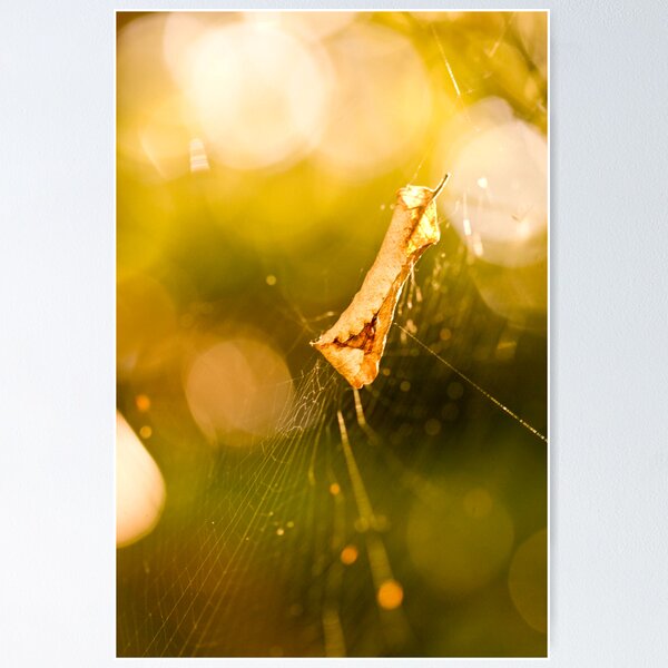 Item preview, Crispy web  designed and sold by Nina  Matthews Photography.