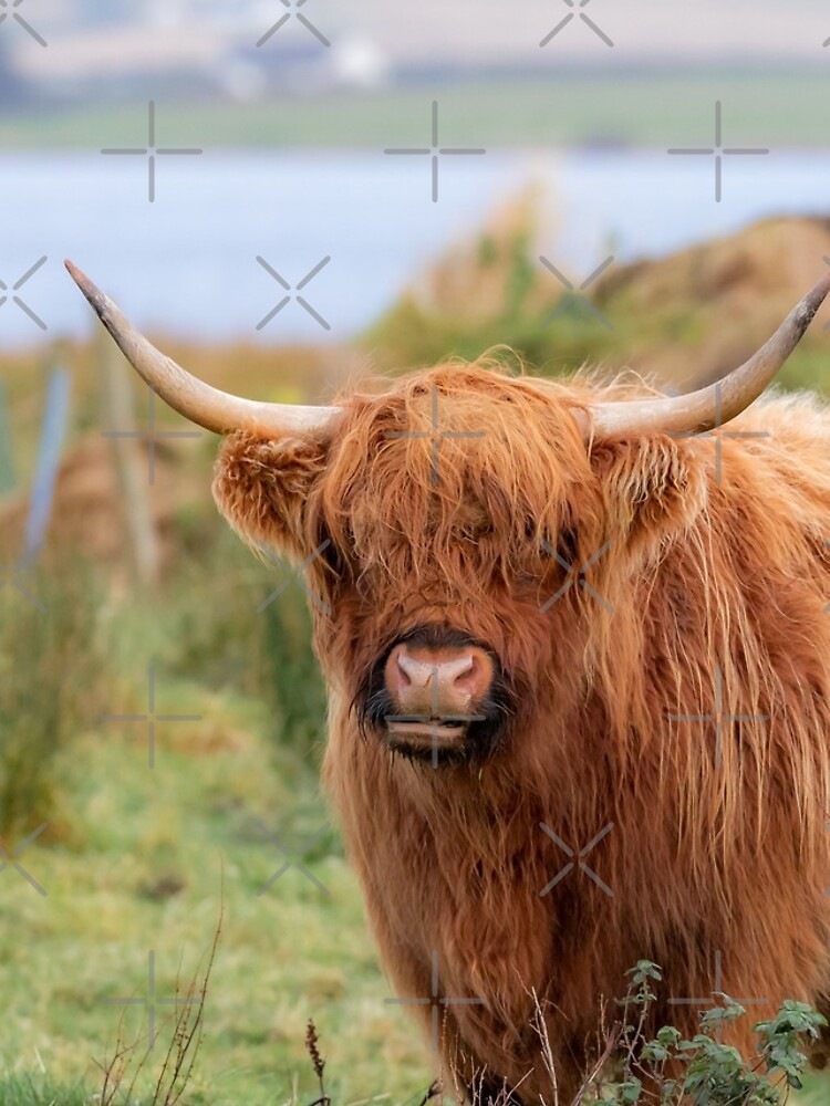 "Long haired Highland cattle - Highland cow, Highlander ...