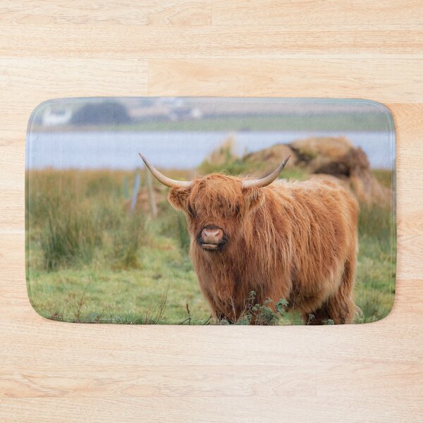 Item preview, Long haired Highland cattle - Highland cow, Highlander, Heilan coo - Thurso, The Highlands, Scotland designed and sold by NatureSight.