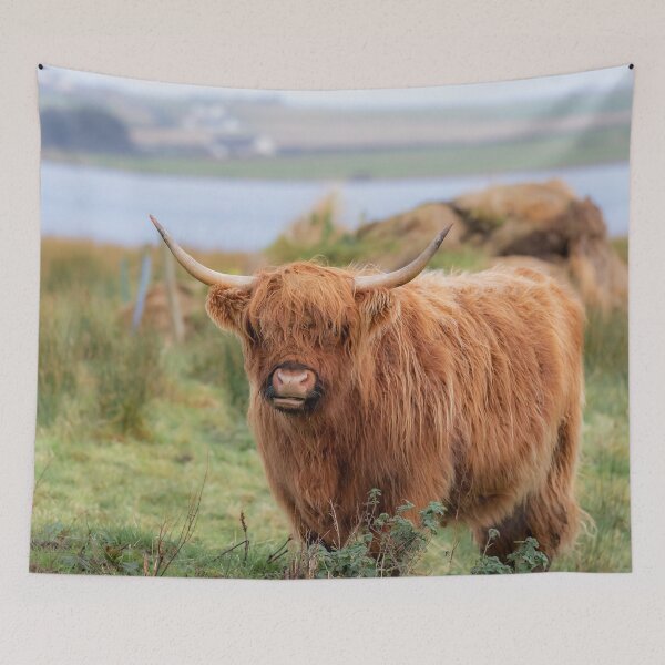 Item preview, Long haired Highland cattle - Highland cow, Highlander, Heilan coo - Thurso, The Highlands, Scotland designed and sold by NatureSight.