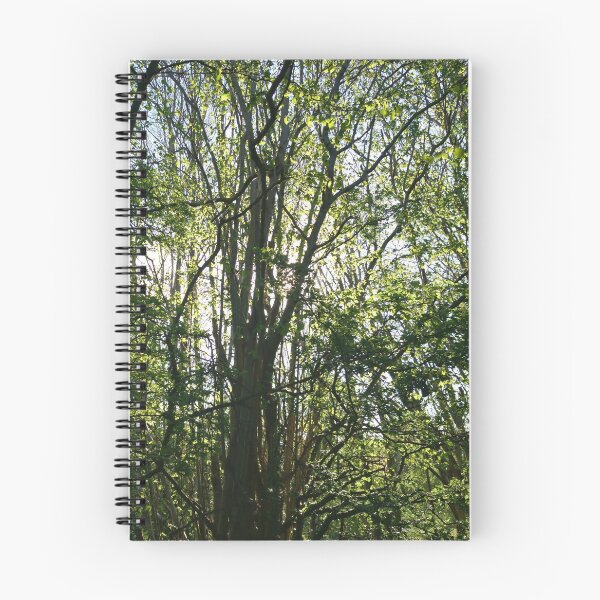 Item preview, Growing towards the light, Hob Moor, York designed and sold by paulboizot.