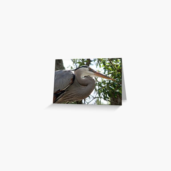 Great Blue Heron No.4 Greeting Card