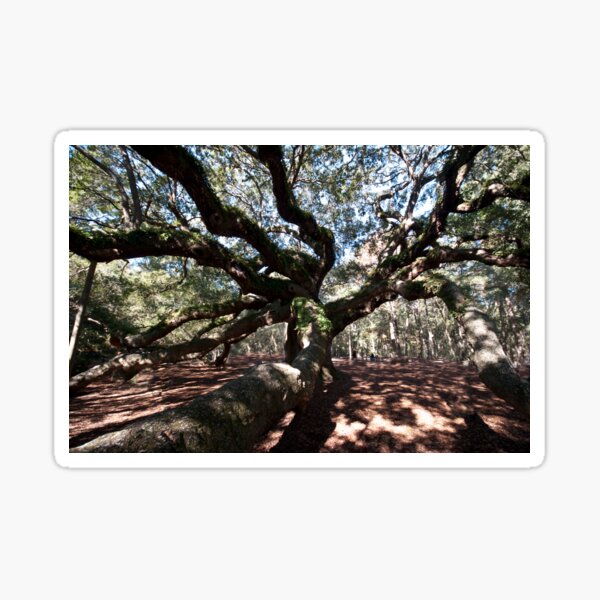 Item preview, Angel Oak designed and sold by barnsis.
