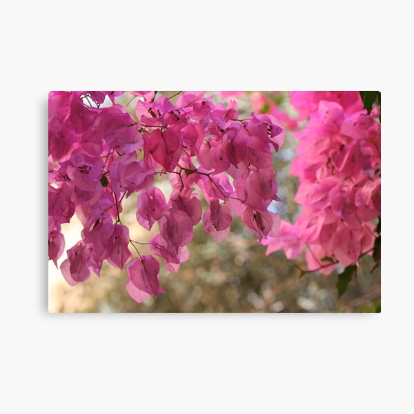 Aperçu de l'œuvre Bougainvillea  is a genus of flowering plants native to South America from Brazil . by Brown Sugar. Views - 366. créée et vendue par © Andrzej Goszcz,M.D. Ph.D.