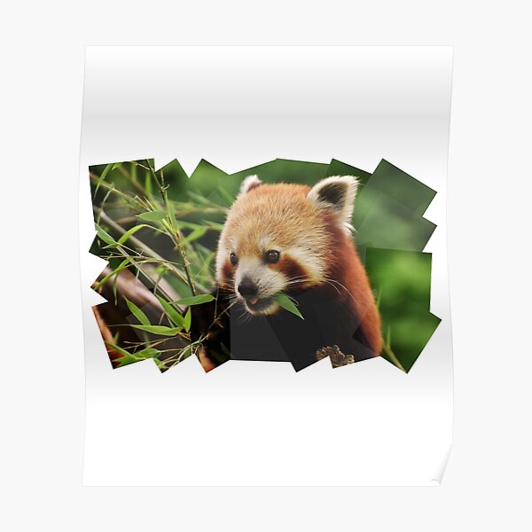 Panda Chicken Posters | Redbubble