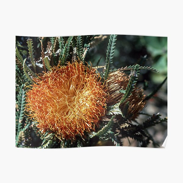 Orange Dryandra flower Bluff Knoll Stirling Ranges 19820830 0023 Poster