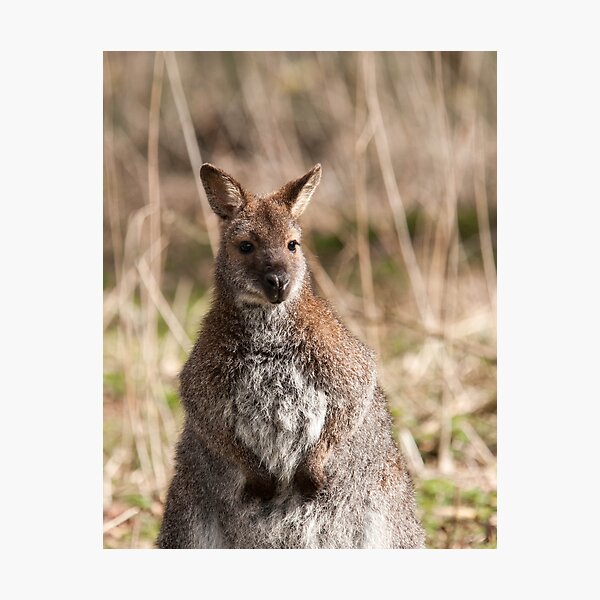 Wallaby Photography Photographic Print