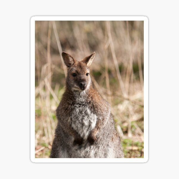 Wallaby Photography Sticker