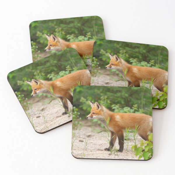 Item preview,  A Red fox kit in Algonquin Park in Canada designed and sold by James Cumming.