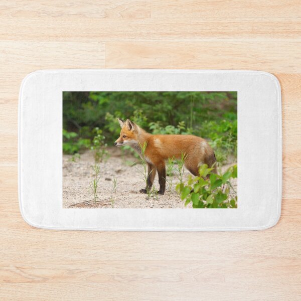 Item preview,  A Red fox kit in Algonquin Park in Canada designed and sold by James Cumming.