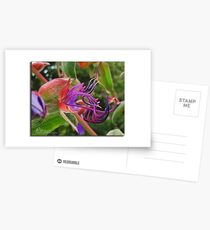 Exotique Postcards