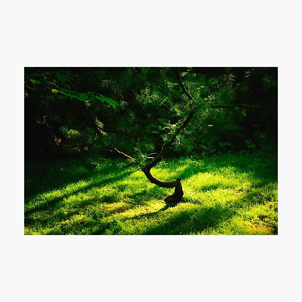 Photographic Print