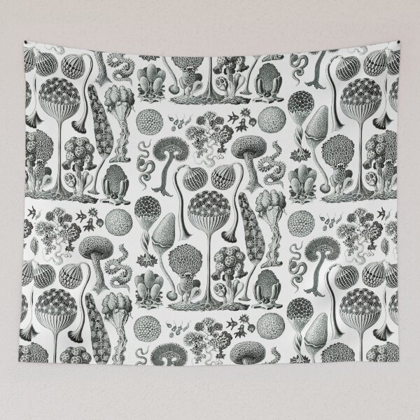 Item preview, Ernst Haeckel - Mycetozoa designed and sold by ShaMiLaB.