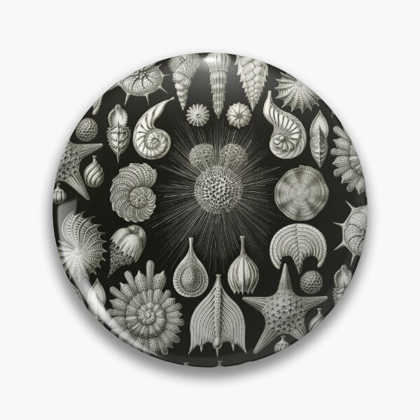 Item preview, Ernst Haeckel - Thalamphora (Seashells) designed and sold by ShaMiLaB.
