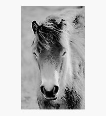 Wild Foal Photographic Print