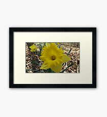Yellow Daffodil Framed Print