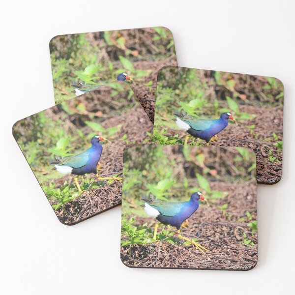 Item preview, Purple Gallinule walks in the swamp designed and sold by Jeff Ore.