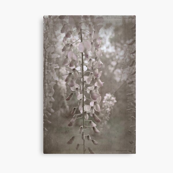 Wisteria Canvas Print