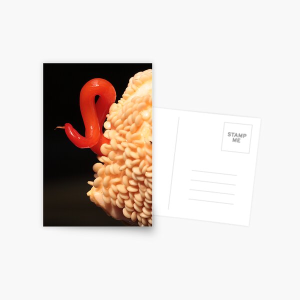 tiny one, but highly fertile! Postcard