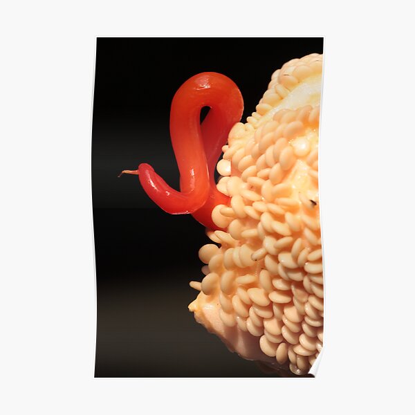 tiny one, but highly fertile! Poster