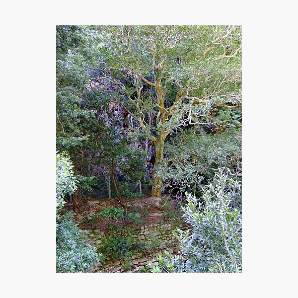 Artikelvorschau, Ummm... a tree entworfen und verkauft von croust.