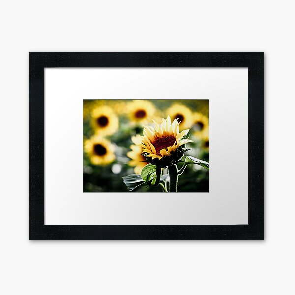 Sunflower Framed Art Print