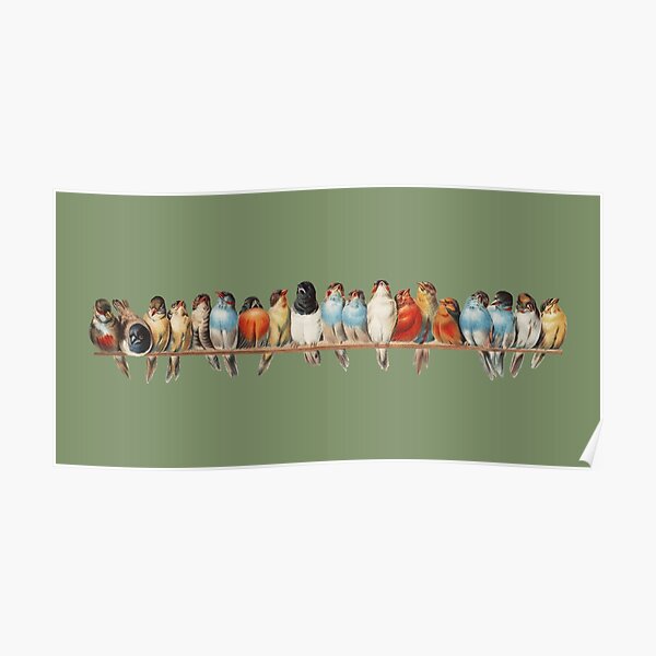 "A perch of birds tropical bird illustration Hector Poster for Sale by