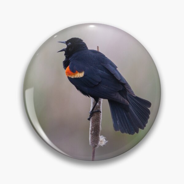 Item preview, Redwing Blackbird, Spring Song designed and sold by AvocaSpring.
