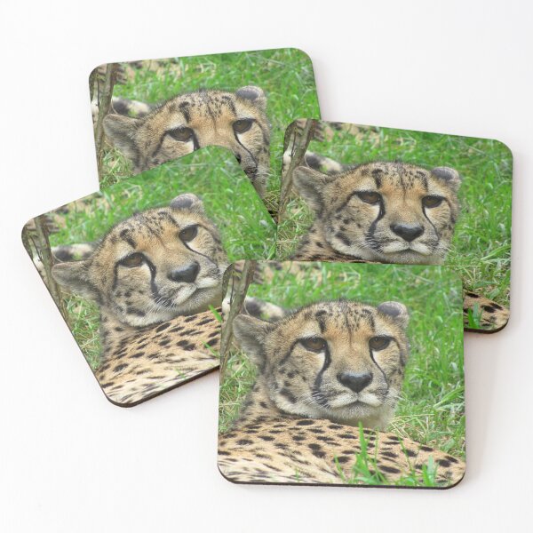 Item preview, Staring Cheetah designed and sold by WildandDivine.