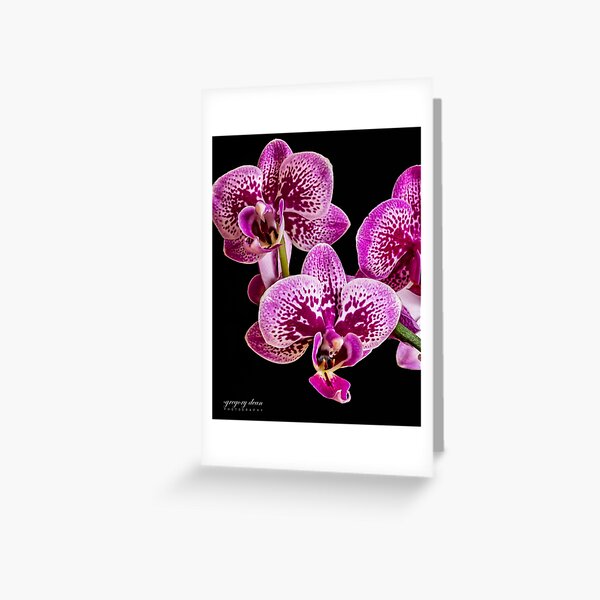 Mini-Orchid - Deep Magenta Greeting Card