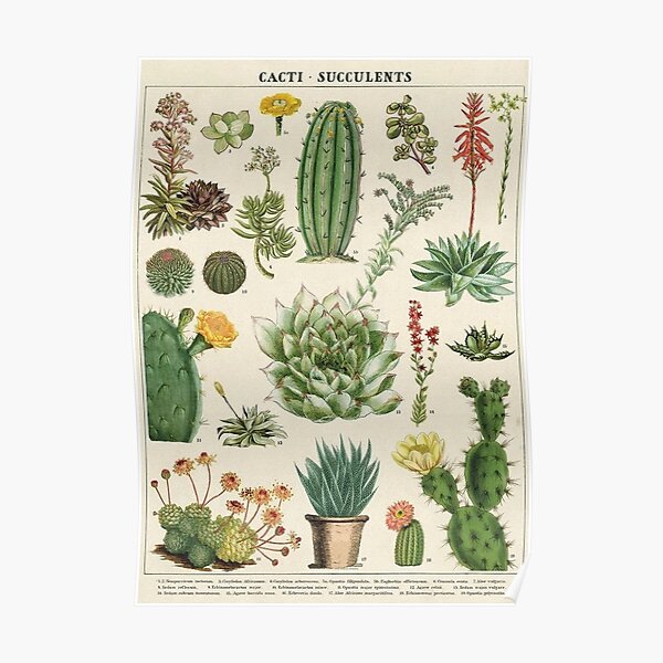 Printable Cactus Art Set Of 2 Prints Flowering Cactus Botany Print Botanical Print Set Vintage Nursery Wall Art Cactus Print Moss Art
