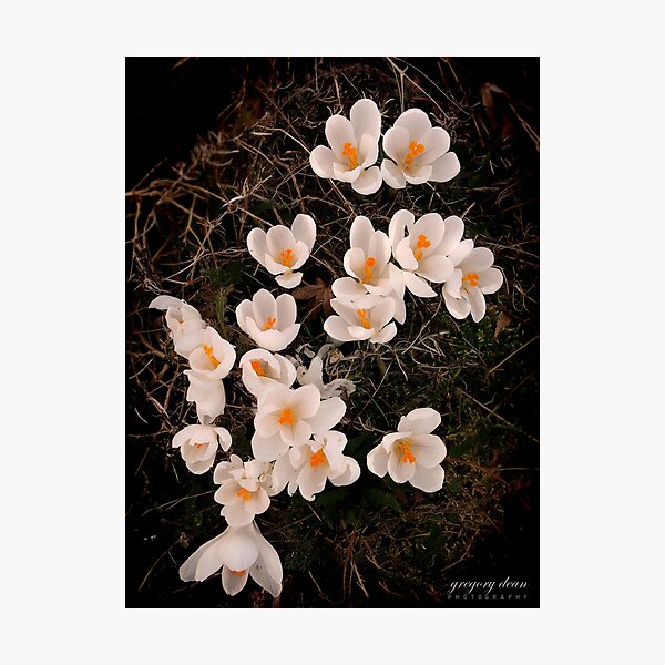 Soft White Blossoms Photographic Print