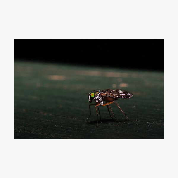Item preview, Small Fly Macro  designed and sold by pnjmcc.