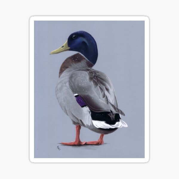 Mallard drake duck painting Sticker
