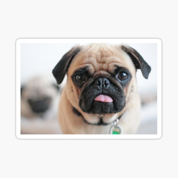 Gabby Pug Blop with her tongue out Sticker