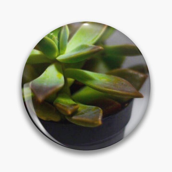 Item preview, Echeveria Suculentas designed and sold by Asiantiger247.