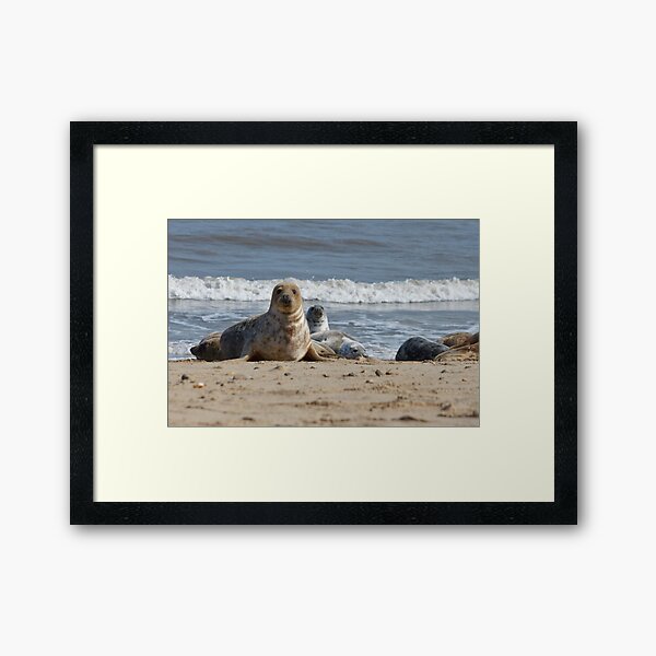 Horsey Seal Framed Art Print