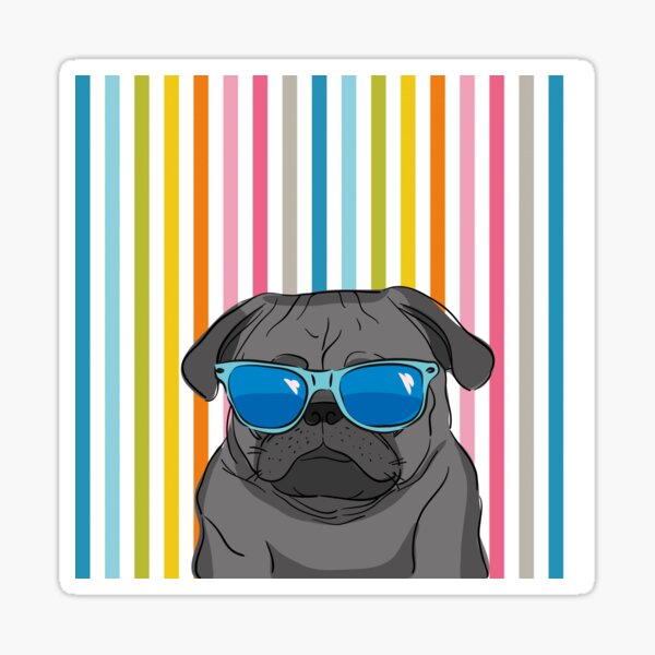 Cool black pug in blue sunglasses Sticker