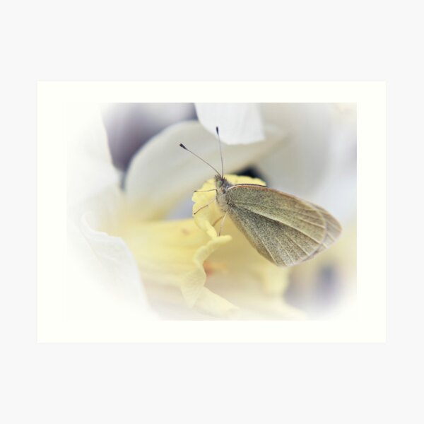 Daffodil Perch Art Print
