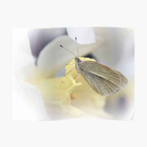 Daffodil Perch Poster