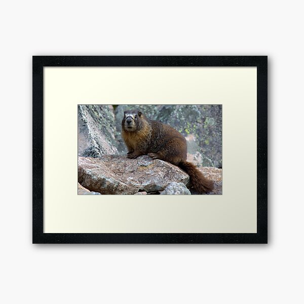 Marmot Framed Art Print