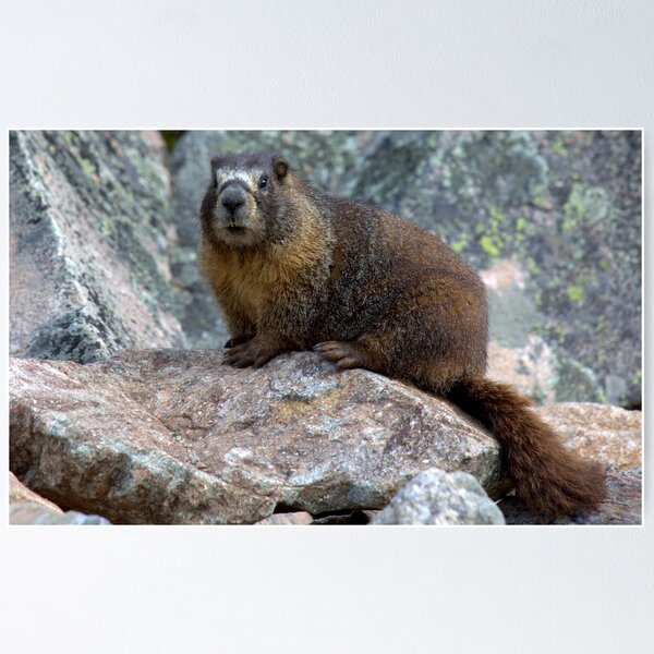 Marmot Poster