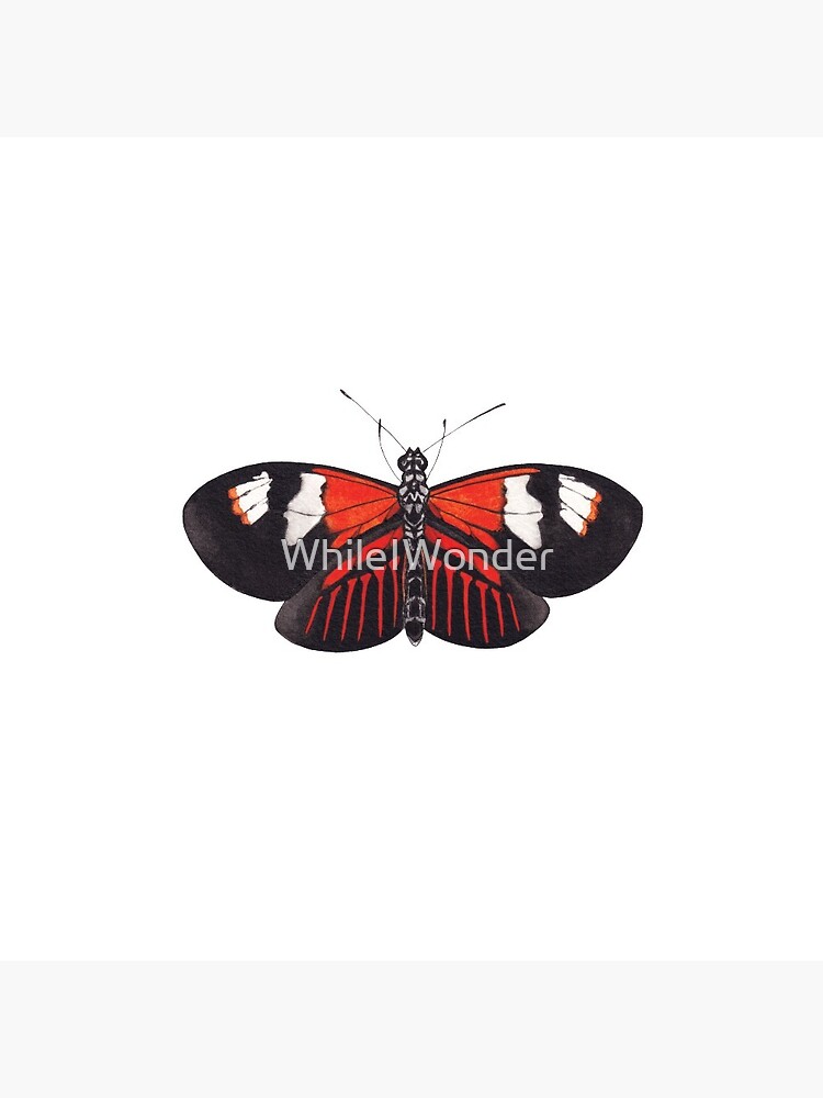 Postman butterfly (Heliconius melpomene) / no background Pin for Sale by  WhileIWonder