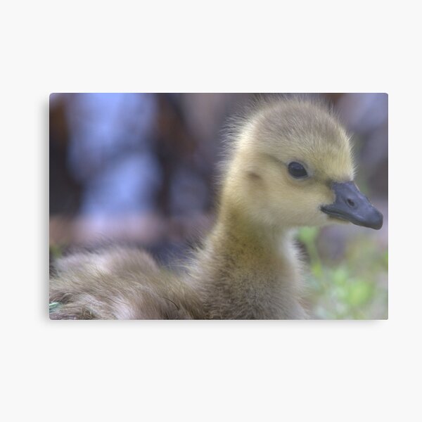 Gosling Metal Print