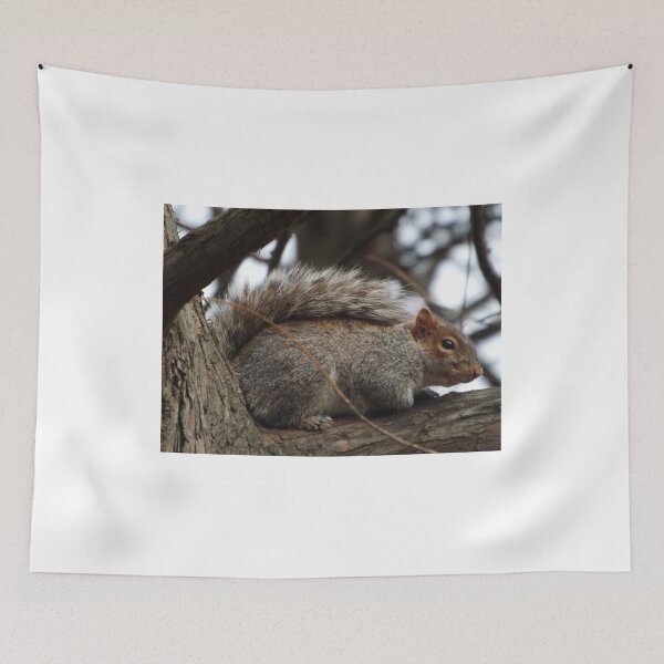 Item preview, Squirrel Close-Up, Central Park, New York City designed and sold by lenspiro.