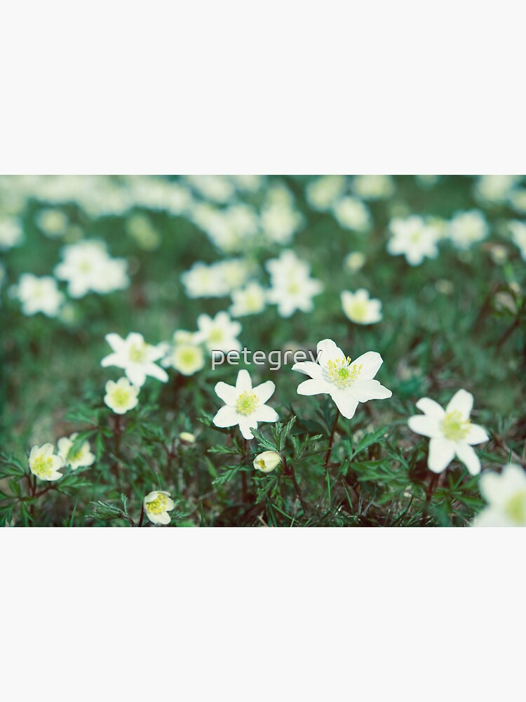 Day 256 - 22nd March 2012 by petegrev