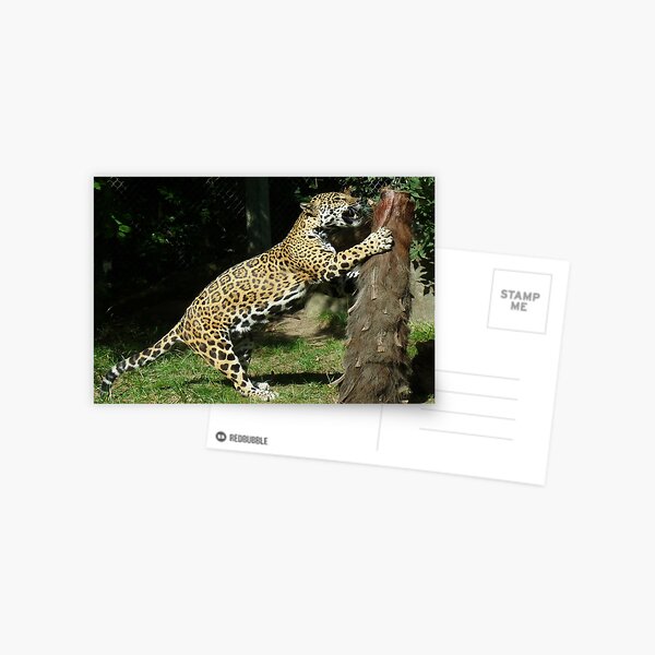 It's big, it's heavy, it's wood Postcard