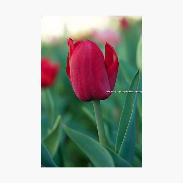 Tulip Photographic Print