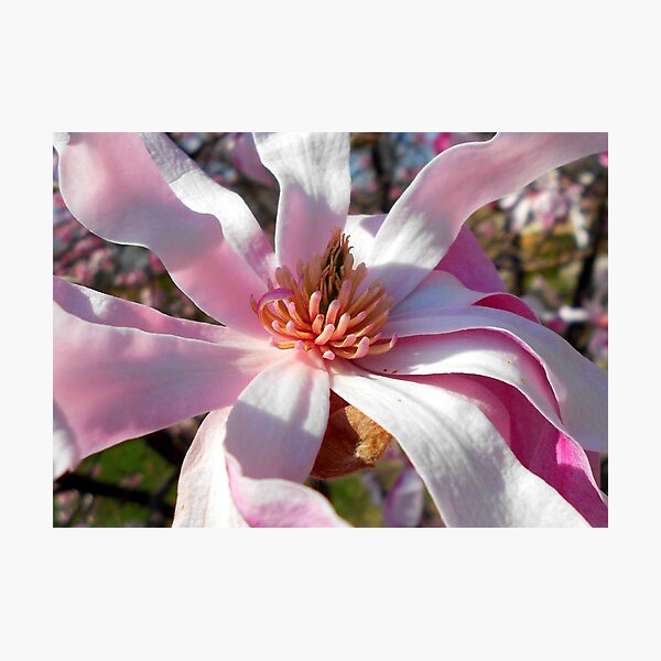 Pretty in Pink © Photographic Print